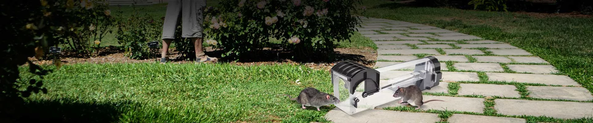 Humane Mouse Trap