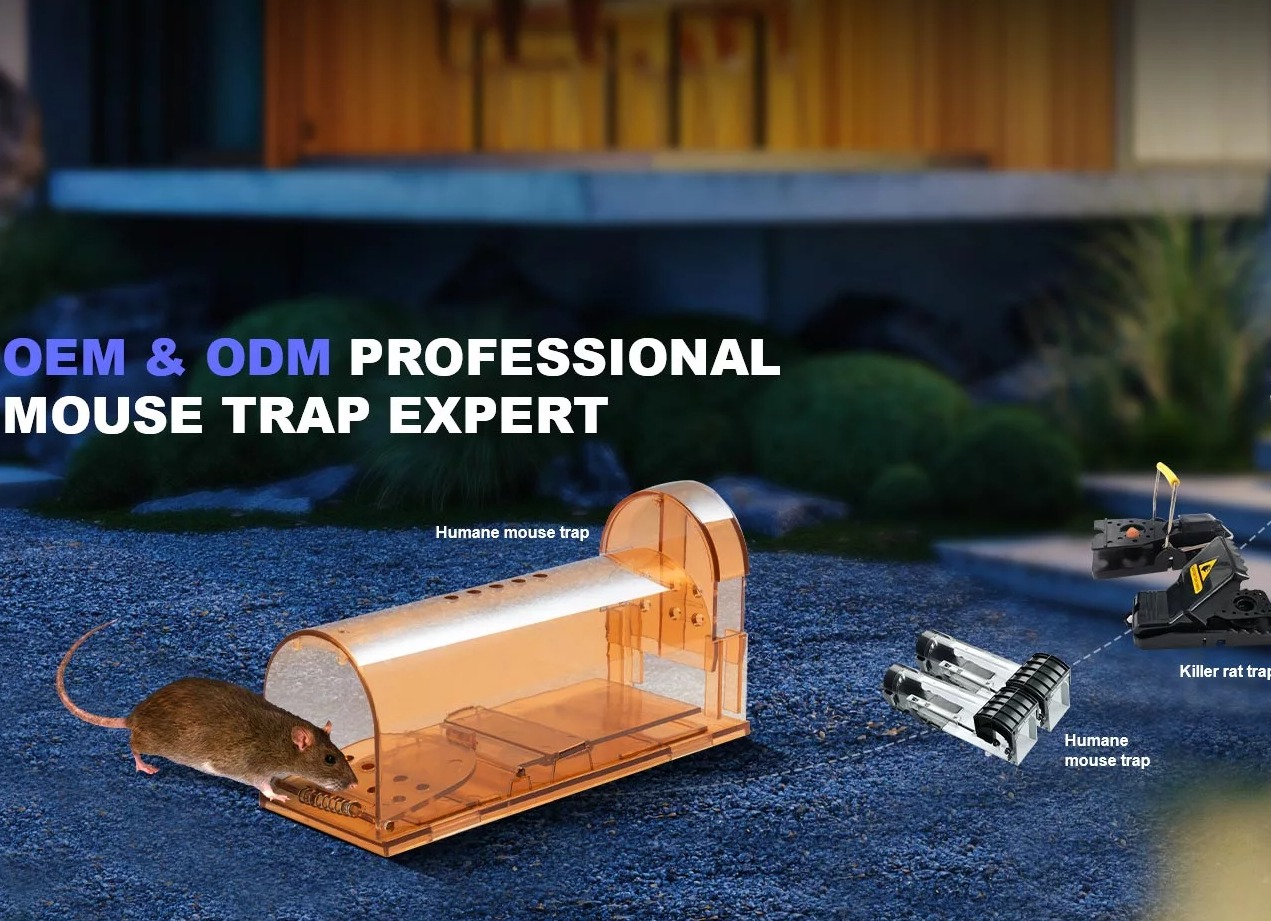 How to Set up a Mouse Trap?